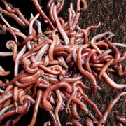 Thumb img aab126168f