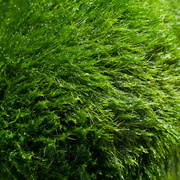 Thumb img 978bdf3044