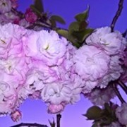 Thumb img 7b46736cfc